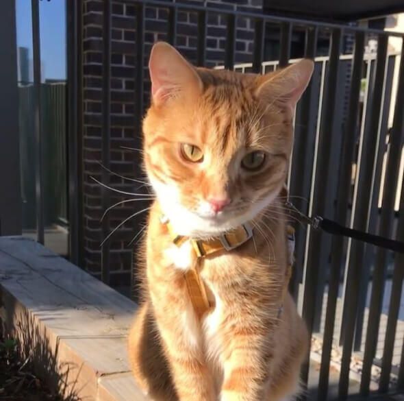 PetFriendly Apartment Rentals in London Quintain Living